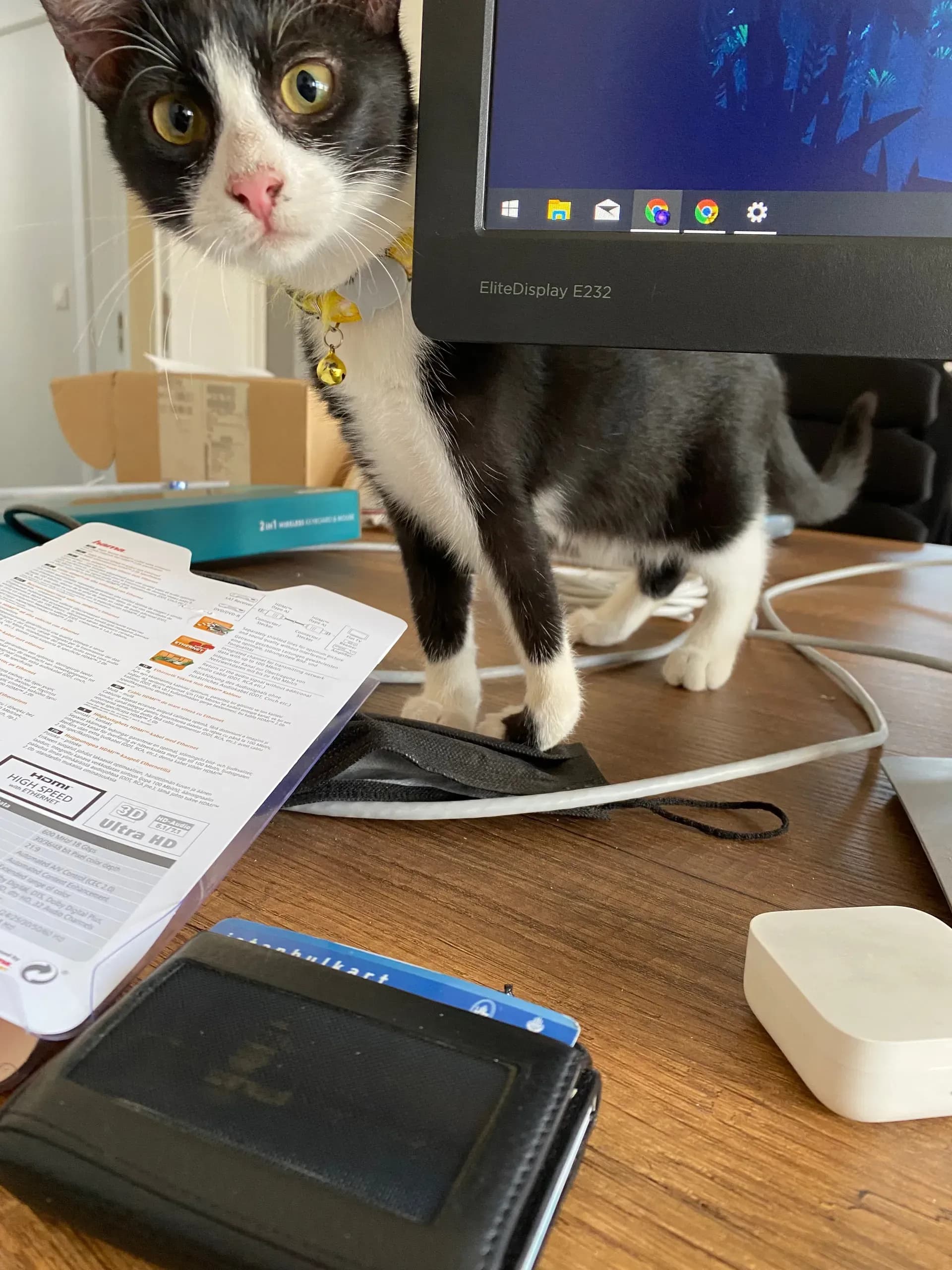 Brave Cat