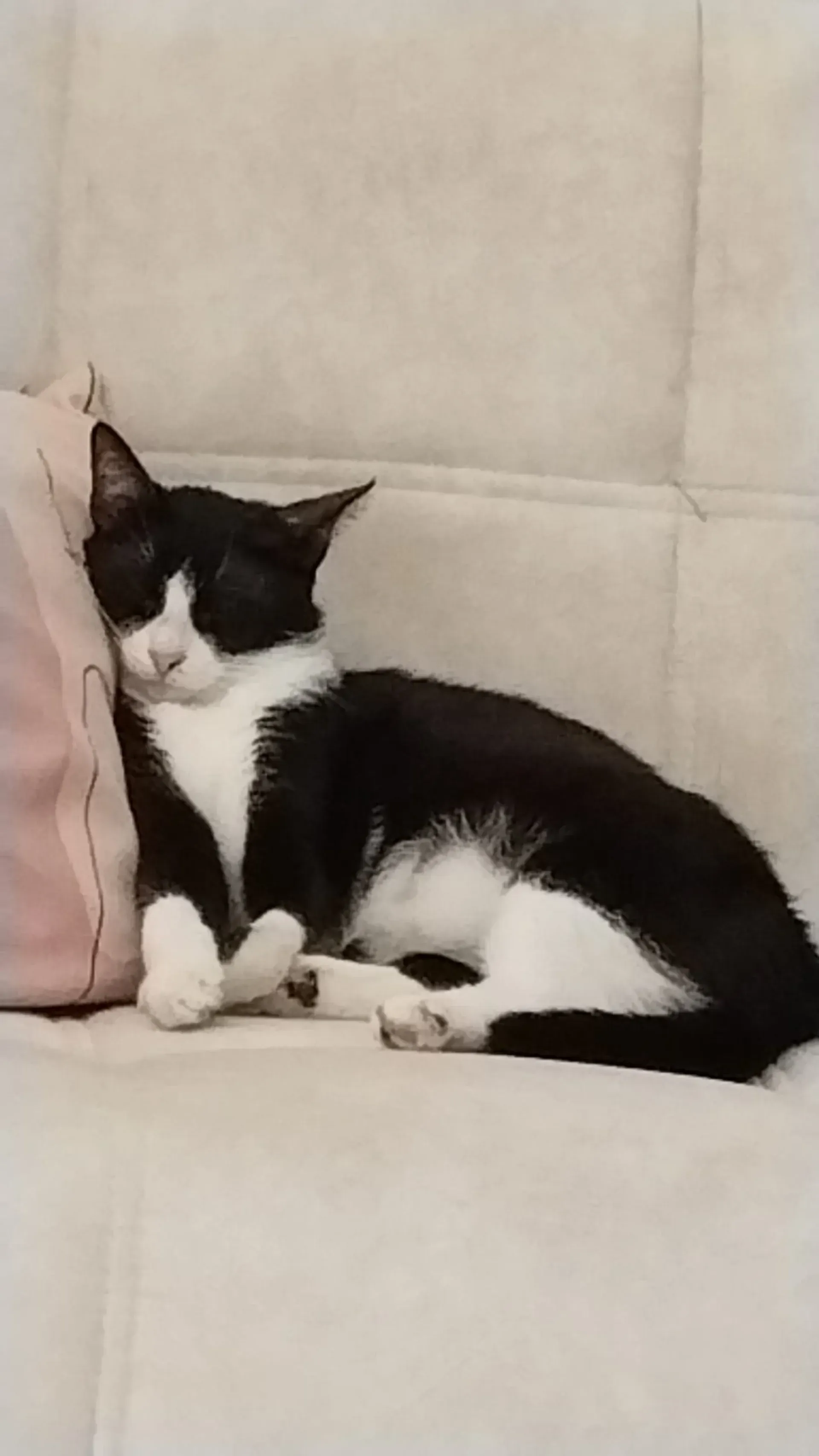 Brave Cat Sleeping
