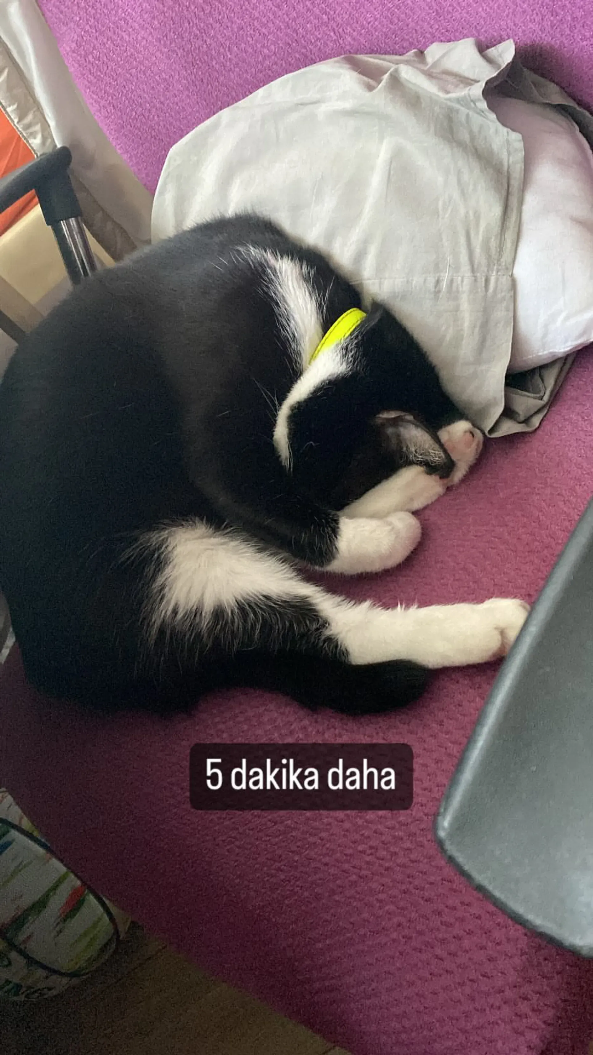 Brave Cat Sleeping